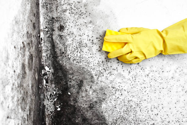 Professional Mold Removal in Plymouth Meeting, PA