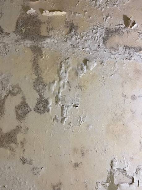 Best Local Mold Removal Service  in Plymouth Meeting, PA